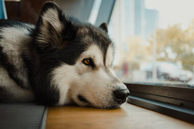 Dog-friendly office